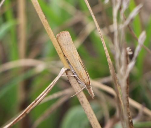 Réf. 306 772 : Pediasia luteella